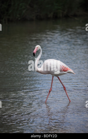 Einzelne größere Flamingo Phoenicopterus Ruber Camargue Region Frankreichs Stockfoto