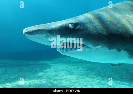 Porträt der Sand Shark in Nahaufnahme Stockfoto