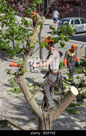 Baum-Chirurgen schneiden einen kranken Baum in Seixal, Distrikt Setúbal, Portugal. Stockfoto