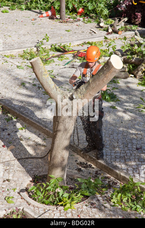 Baum-Chirurgen schneiden einen kranken Baum in Seixal, Distrikt Setúbal, Portugal. Stockfoto