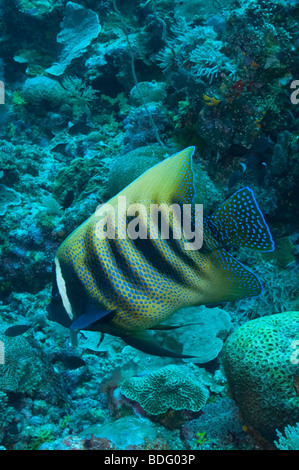 Ein Six-Banded Angelfish an der Wand in Palau. Stockfoto