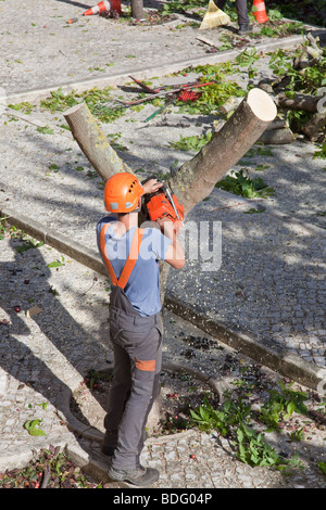 Baum-Chirurgen schneiden einen kranken Baum in Seixal, Distrikt Setúbal, Portugal. Stockfoto