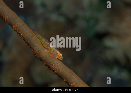 Eine große Peitsche Grundel auf eine Gorgonie in Palau. Stockfoto