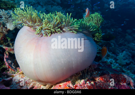 Einer geschlossenen prächtigen Anemone mit Anemonenfischen an der Wand in Palau. Stockfoto