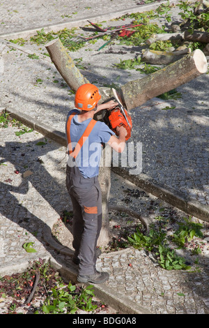 Baumpfleger schneiden einen kranken Baum in Seixal, Distrikt Setúbal, Portugal. Stockfoto