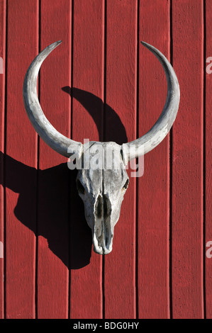 Schädel von Bull über rotem Holz Stockfoto