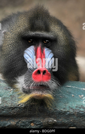 Porträt von Pavian ruhen auf einem Baumstamm Stockfoto