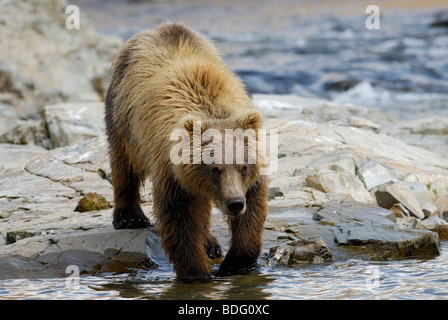 Brown Bear "oder" Grizzly Bär, Ursus Arctos horribilis