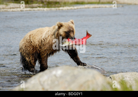 Grizzly Bär mit Fisch (Lachs) in Mund, Ursus arctos horribilis, Katmai National Park, Alaska Stockfoto