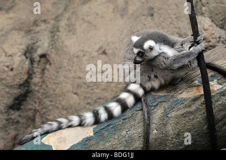 Katta am Baumstamm Stockfoto