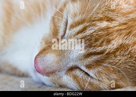 Close Up Kopfporträt einer Ingwer Tabby Katze schlafen Stockfoto