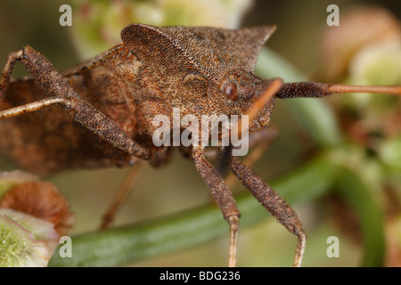 Shield Bug oder Dock bug (coreus Marginatus). Dies ist eine extreme Nahaufnahme eines Erwachsenen. Stockfoto