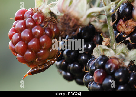 Forficula Auricularia oder gemeinsame Ohrwurm ruht auf Brombeeren Stockfoto