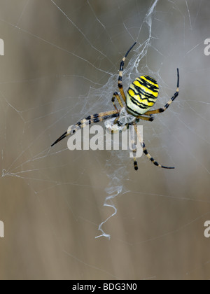 Wasp Spider Argiope bruennichi Stockfoto