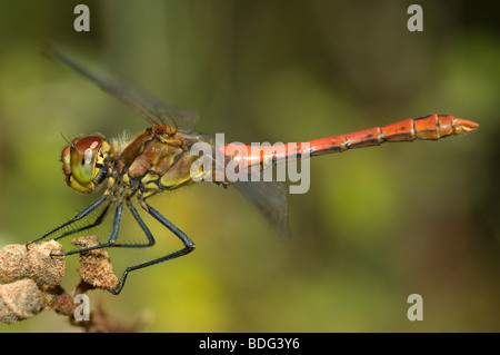 Männliche Ruddy Darter (Sympetrum Sanguineum) Stockfoto