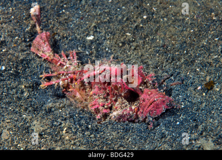 Bärtige Ghul Fisch, stacheligen Devilfish (Inimicus Didactylus), grub in Sand, Lembeh Strait, Sulawesi, Indonesien, Südostasien Stockfoto