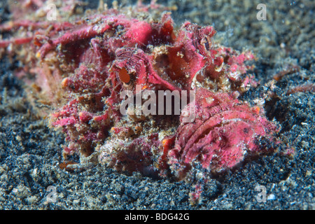 Bärtige Ghul Fisch, stacheligen Devilfish (Inimicus Didactylus), grub in Sand, Lembeh Strait, Sulawesi, Indonesien, Südostasien Stockfoto