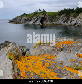 Orange Flechten auf den Meeresklippen Smugglers Cove Provincial Park St. Mary's Bay Atlantikküste Nova Scotia Kanada Stockfoto