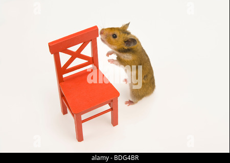 Braun Hamster roten Stuhl lustigen tierischen Spaß Goldhamster stehen stehend Blick einfarbigen Hintergrund Haustier neugierig wach hören Liste suchen Stockfoto