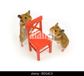 Braun Hamster roten Stuhl lustigen tierischen Spaß Goldhamster stehen stehend Blick einfarbigen Hintergrund Haustier neugierig wach hören Liste suchen Stockfoto