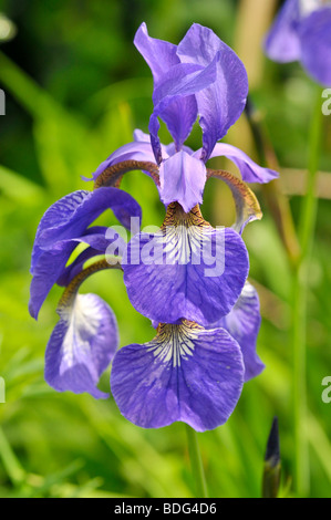 Harlekin blaue (Iris versicolor) Stockfoto