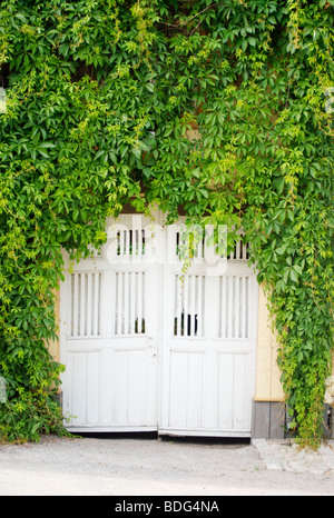 Parthenocissus Vitacea und eine Tür Stockfoto