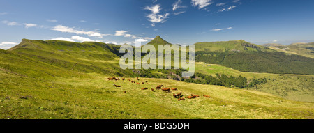 Kühe der Rasse auf Cantal Salers Sömmerung Weiden (Frankreich). Vaches de Rasse Salers À l'estive Dans Les Monts du Cantal. Stockfoto