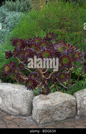 Sukkulente Aeonium Arboreum Atropurpureum an der Abbey Gardens Tresco Inseln von Scilly Cornwall UK Anfang November getroffen Stockfoto