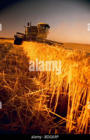 Landwirtschaft - ein Mähdrescher erntet Weizen bei Sonnenuntergang, Reife Weizen Nahaufnahme im Vordergrund / South Dakota, USA. Stockfoto