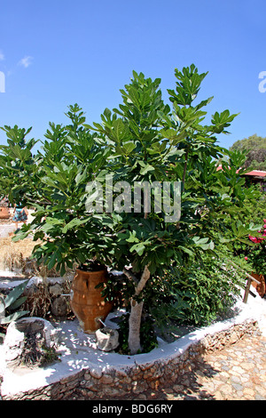 Feigenbaum, Freilichtmuseum Lychnostatis, Museum der traditionellen kretischen Leben, Hersonissos, Kreta, Griechenland, Europa Stockfoto