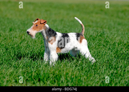 Der drahtzehaiige Fuchs Terrier steht auf einem Rasen Stockfoto