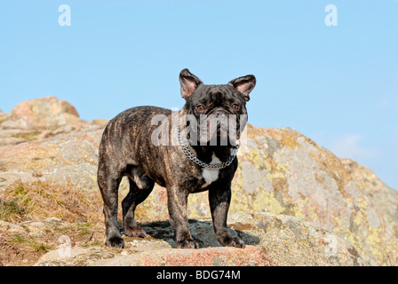 Französische Bulldogge stehend auf einem Felsen Stockfoto