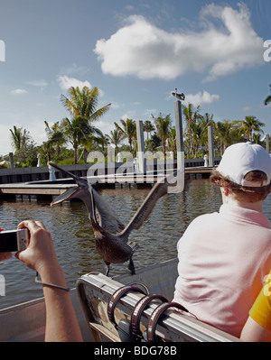 Pelikan versucht, Essen Sie ein Tourist auf eine Fahrt mit dem Luftkissenboot in den Everglades Florida zu bekommen Stockfoto