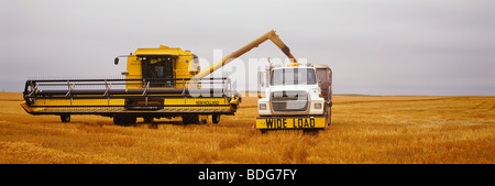 Landwirtschaft - ein New Holland Mähdrescher entlädt geernteten Weizen in einen Korn-LKW während der Ernte Operationen / Kansas, USA. Stockfoto