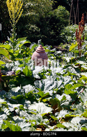 EINE GROßE RHABARBER-PATCH MIT EINEM ZWINGEN GEFÄß AUF EINER ZUTEILUNG. VEREINIGTES KÖNIGREICH. Stockfoto