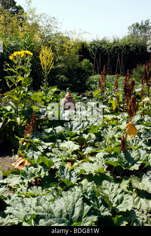 EINE GROßE RHABARBER-PATCH MIT EINEM ZWINGEN GEFÄß AUF EINER ZUTEILUNG. VEREINIGTES KÖNIGREICH. Stockfoto