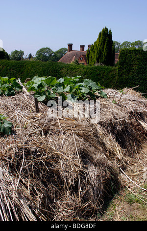 GEMÜSE KÜRBIS WACHSEN AUF EINEM OFFENEN KOMPOSTHAUFEN IN EINEN SCHREBERGARTEN. VEREINIGTES KÖNIGREICH. Stockfoto