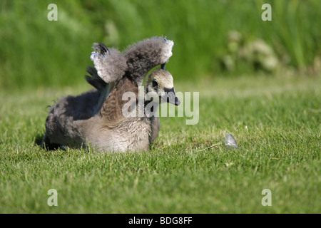 Kanadagans Branta Canadensis Gosling Küken liegend ruhen seine Flügel über seinem Kopf auf einer Wiese stretching und Blickkontakt Stockfoto