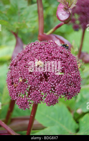 Angelica gigas Stockfoto