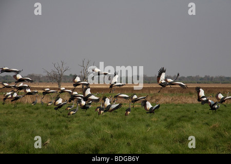 Sambia - Luangwa-Tal Tafika Camp Black-headed Störche Stockfoto