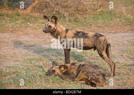 Wilde Hunde in der Lagune Linyanti Fluss Okavango Delta Kwanda Botswana Stockfoto