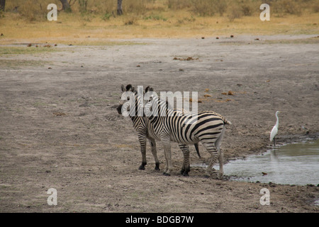 Zwei gemeinsame Zebras im Linyanti Fluss Lagoon Camp im Okavango Delta Kwanda Botswana Stockfoto