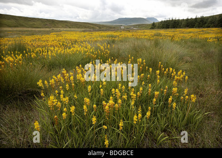 Beinbrech, Narthecium Ossifragum, wächst in Hülle und Fülle in der Nähe von Ingleborough, Yorkshire Dales, UK. Stockfoto