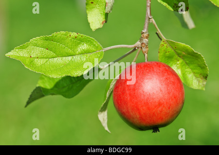 roter Apfel auf Baum closeup Stockfoto