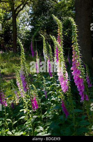 Wilde Fingerhut in Wäldern, Oxfordshire, England Stockfoto