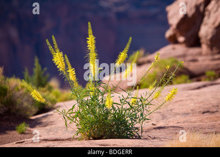 Princes Plume Stanleya Pinnata gelbe Wildblumenwiese in Wüste im Canyonlands National Park in der Nähe von Moab, Utah Stockfoto