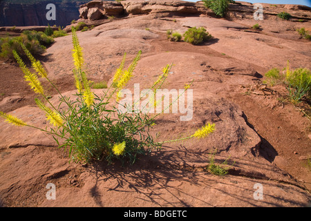 Princes Plume Stanleya Pinnata gelbe Wildblumenwiese in Wüste im Canyonlands National Park in der Nähe von Moab, Utah Stockfoto