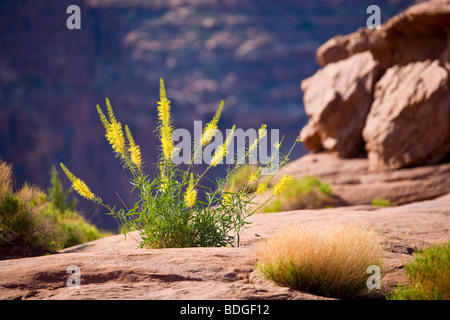 Princes Plume Stanleya Pinnata gelbe Wildblumenwiese in Wüste im Canyonlands National Park in der Nähe von Moab, Utah Stockfoto