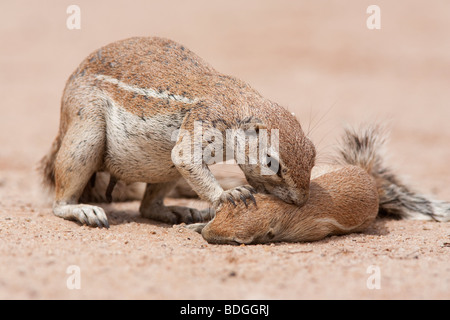 Ziesel Baby Xerus Inuaris Kgalagadi Transfrontier Park Northern Cape in ...