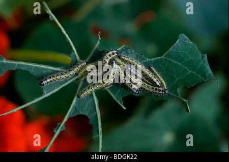 Großen weißen Schmetterling Raupe Pieris Brassicae Essen kauen hungrige Feed Kapuzinerkresse zu zerstören, Suffolk, Großbritannien Stockfoto